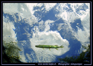 Small Pike Fish in the clouds... :O)... by Michel Lonfat 